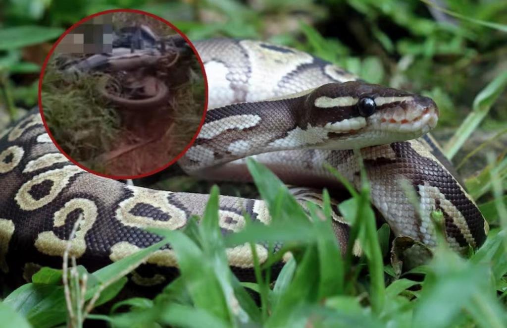 ¡De no creer! Serpiente de 7 metros  sale de la maleza y mata a un granjero en segundos