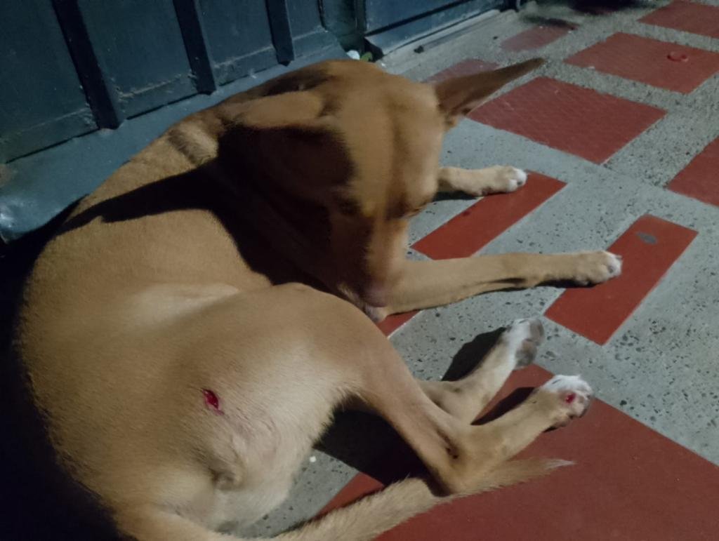 Hecho cruento y terrorífico en Galicia: hombre en moto disparó contra dos perritos solo porque le ladraron