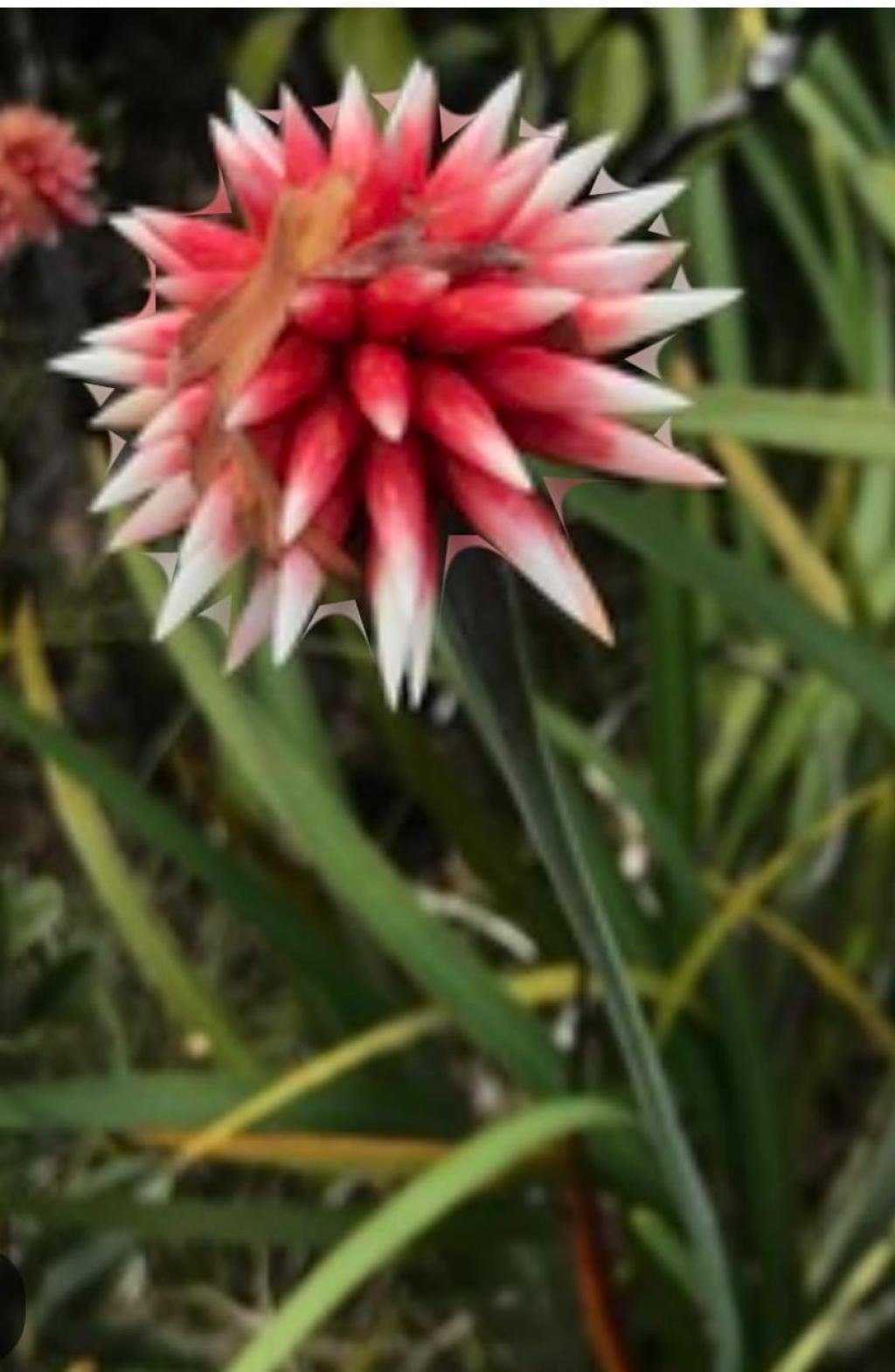 Paz con la naturaleza’, el lema de la COP16 y el sueño de los y las colombianas