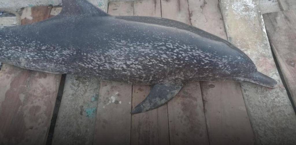 Autoridades se pronuncian tras hallazgo de delfín muerto por la bacteria Brucella