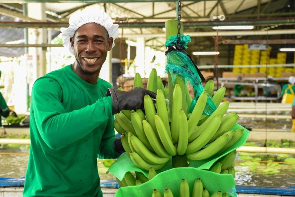 Sector bananero: Colombia necesita más institucionalidad, más empleo y más confianza para producir