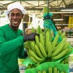 Sector bananero: Colombia necesita más institucionalidad, más empleo y más confianza para producir
