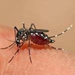 Casos de dengue en Santa Marta aumentan más de un 300 %