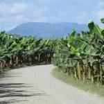 ¿Dónde está Zona Bananera? El municipio también vive los efectos de la crisis de orden público