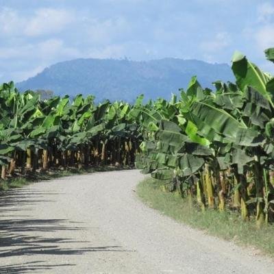 ¿Dónde está Zona Bananera? El municipio también vive los efectos de la crisis de orden público