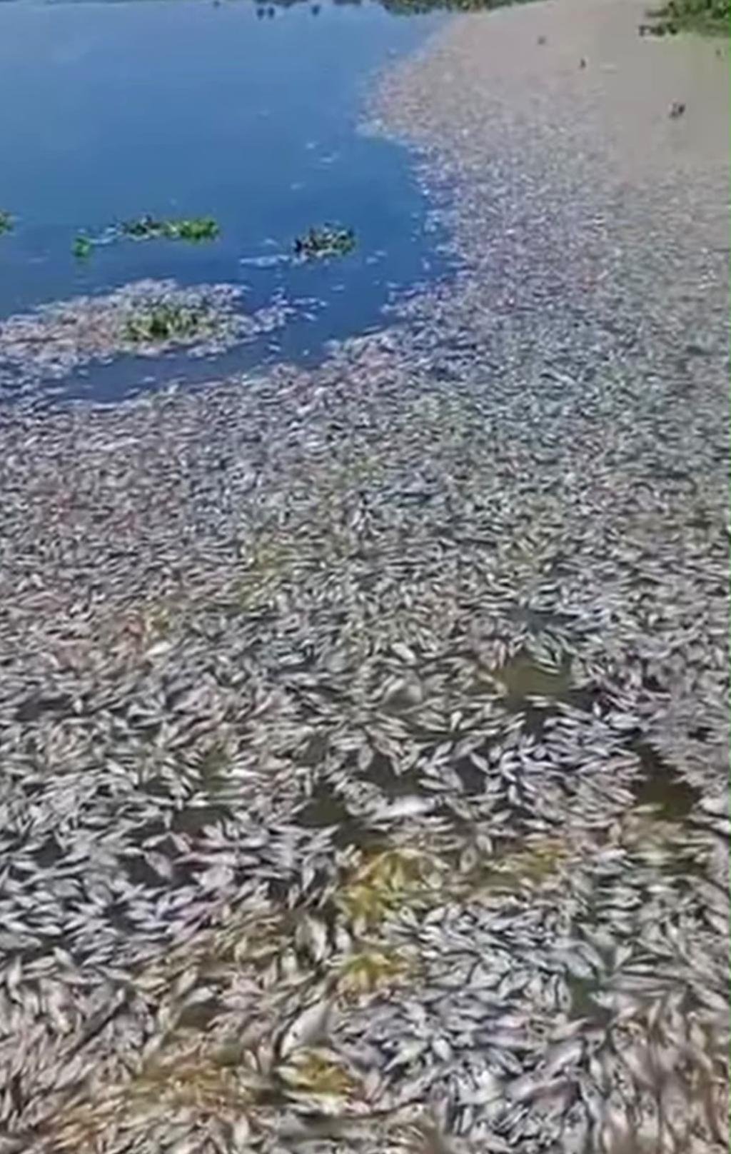 ”Miles de peces muertos en Guamal: Felipe Hernández lanza alerta nacional por afectaciones en las ciénagas del Magdalena”