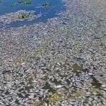 ”Miles de peces muertos en Guamal: Felipe Hernández lanza alerta nacional por afectaciones en las ciénagas del Magdalena”