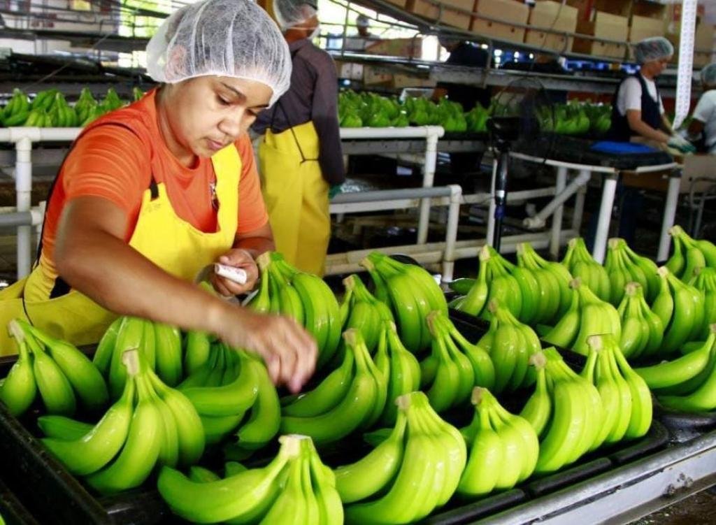 Vendavales ponen en jaque al banano del Magdalena: 3.486 hectáreas resultaron afectadas