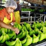 Vendavales ponen en jaque al banano del Magdalena: 3.486 hectáreas resultaron afectadas