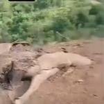 Bombardeo contra el Clan del Golfo habría dejado ganado muerto en zona rural de Amalfi